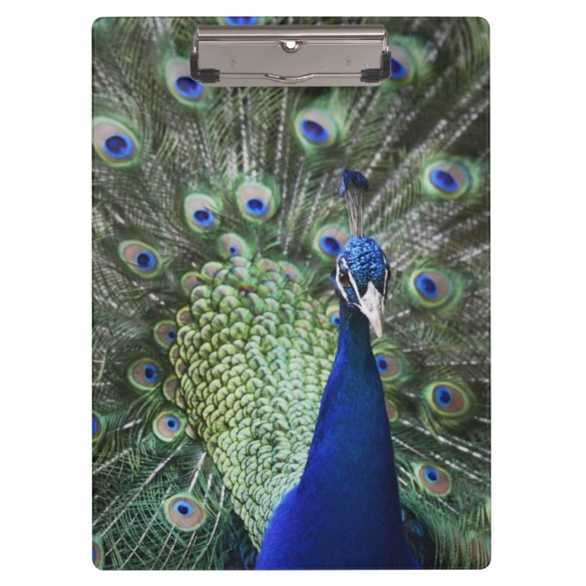 Porte-bloc Portrait de paon avec des plumes (Devant)