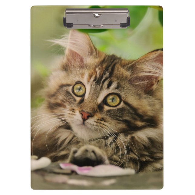 Porte-bloc Portrait mignon de photo de chaton de chat de (Devant)