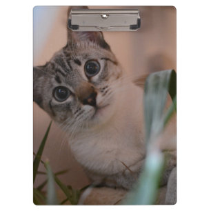 Porte-bloc Portrait photo de chat