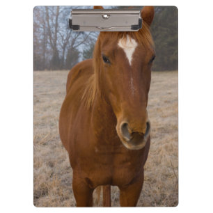 Porte-bloc Pose de cheval