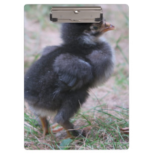 Porte-bloc poulet, poussins, poulets, poussins, animal, oisea