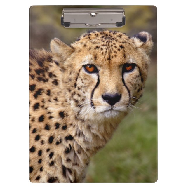 Porte-bloc Presse-papiers Guépard (Devant)
