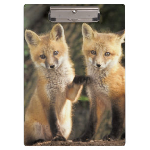 Porte-bloc Pup Red Fox devant den Vulpes vulpes)