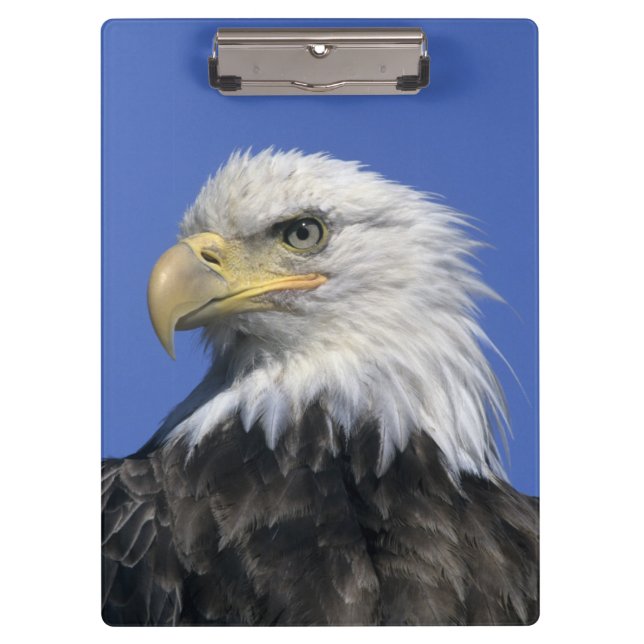 Porte-bloc Pygargue à tête blanche, (Haliaeetus leucocephalus (Devant)