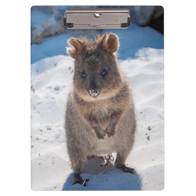 Porte-bloc Quokka mignon et heureux sur la plage Australie (Devant)