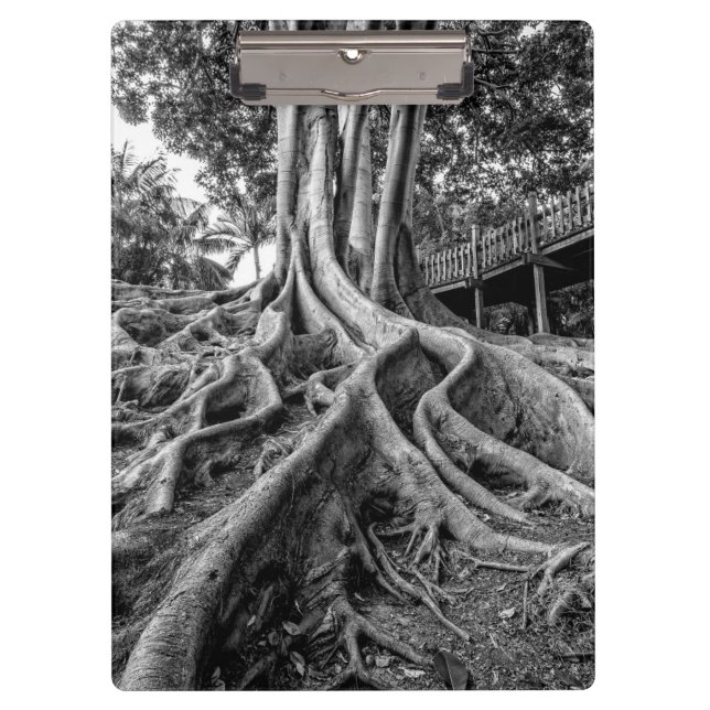 Porte-bloc Racines massives d'un arbre à caoutchouc (Devant)