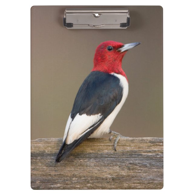 Porte-bloc Red-headed Woodpecker on fence (Devant)