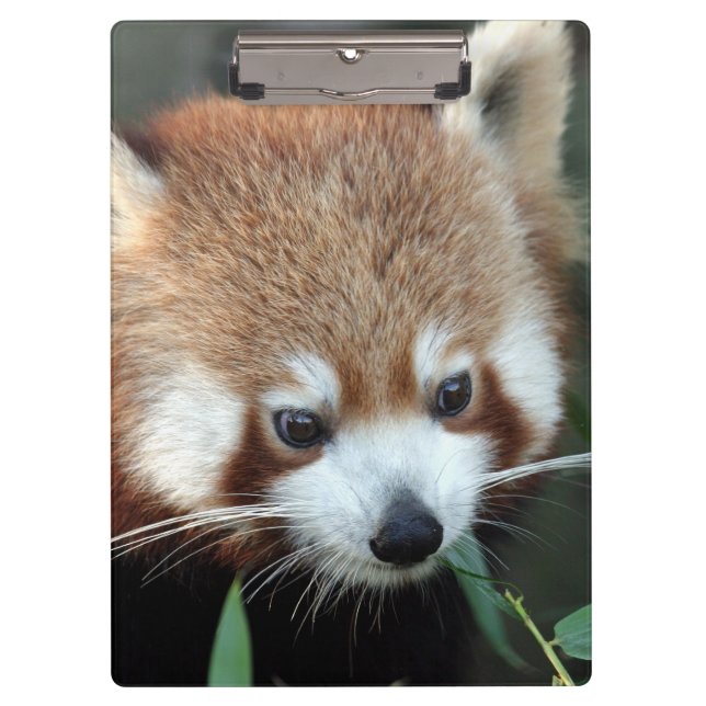 Porte-bloc Red Panda, Zoo de Taronga, Sydney, Australie (Devant)