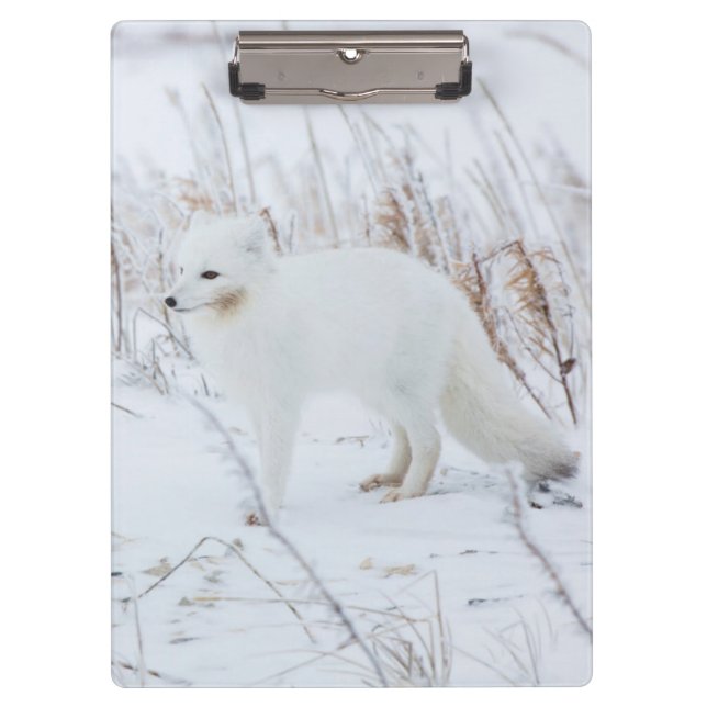 Porte-bloc Renard arctique (Devant)