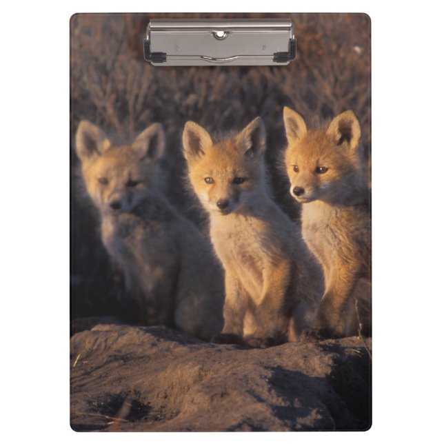 Porte-bloc renard roux, Vulpes vulpes, kits (Devant)