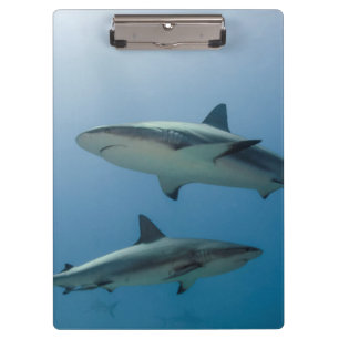 Porte-bloc Requin des récifs des Caraïbes