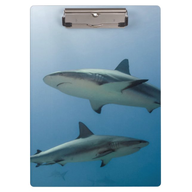 Porte-bloc Requin des récifs des Caraïbes (Devant)