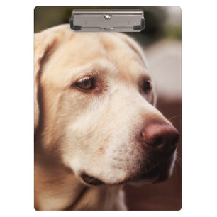 Porte-bloc Retriever du Labrador