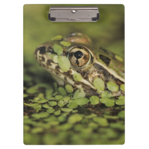 Porte-bloc Rio Grande Leopard Frog, Rana berlandieri,