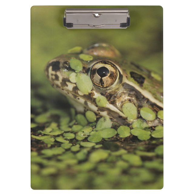 Porte-bloc Rio Grande Leopard Frog, Rana berlandieri, (Devant)