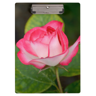 Porte-bloc Rose unique rose et blanche