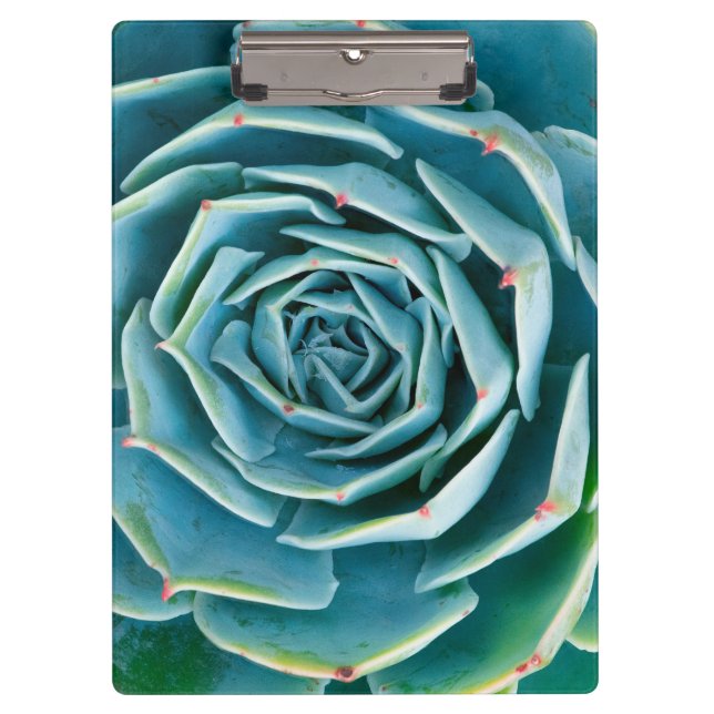 Porte-bloc Rosette d'Echeveria, Jardin Secret de Marrakech (Devant)