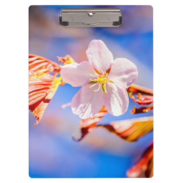 Porte-bloc Rouge Sakura bleu ciel (Devant)