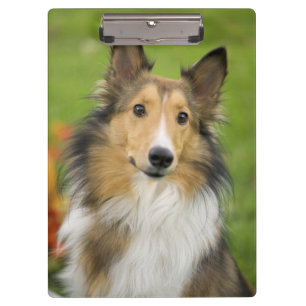 Porte-bloc Rough Collie, chien