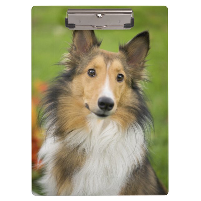 Porte-bloc Rough Collie, chien (Devant)