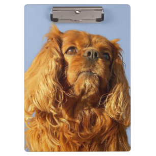 Porte-bloc Ruby Cavalier King Charles Spaniel Chien Porte - b