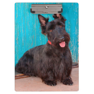 Porte-bloc Scottish Terrier assis à la porte colorée