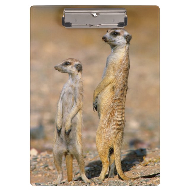 Porte-bloc Sentinelles de suricate (Suricata suricatta), Kara (Devant)
