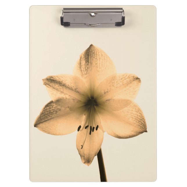 Porte-bloc sépia amaryllis (Devant)