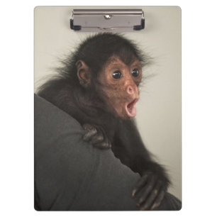 Porte-bloc Singe araignée à face rouge Ateles paniscus)