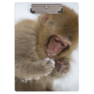 Porte-bloc Singe japonais de neige du Macaque de bébé
