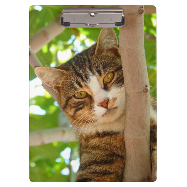 Porte-bloc Tabby Cat dans un arbre (Devant)