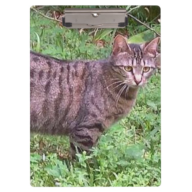 Porte-bloc Tabby Chat Brown à l'extérieur (Devant)