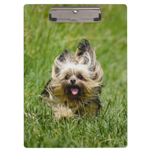 Porte-bloc Terrier Yorkshire mignon Traversant L'Herbe