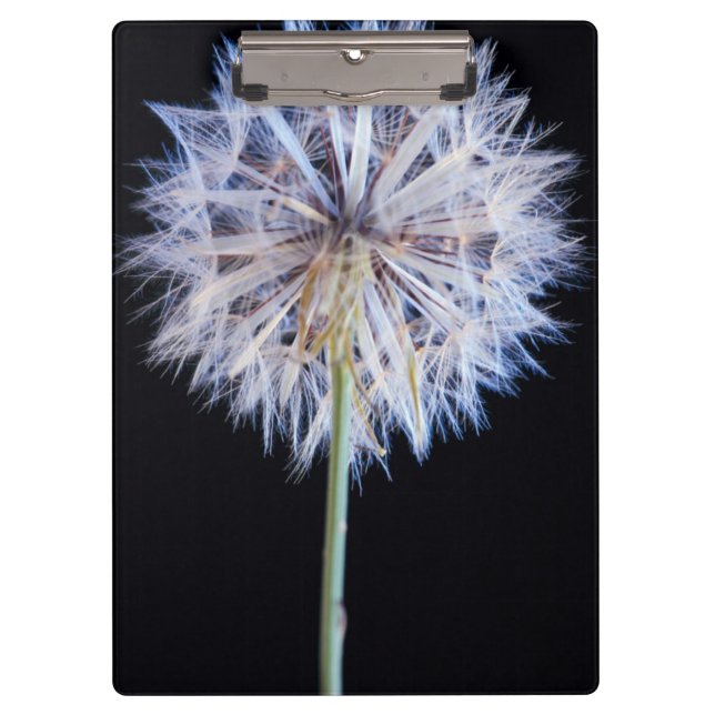 Porte-bloc Tête de semence Dandelion (Taraxacum Officinale) (Devant)