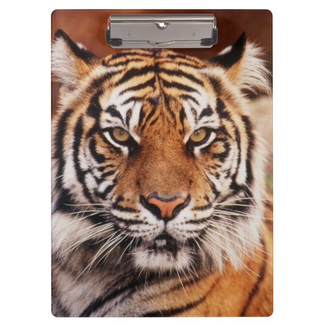 Porte-bloc Tigre de Sumatra (Devant)