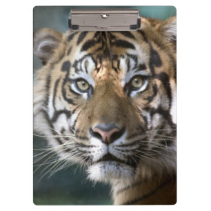 Porte-bloc Tigre de Sumatra mâle (Panthera tigris sumatrae)
