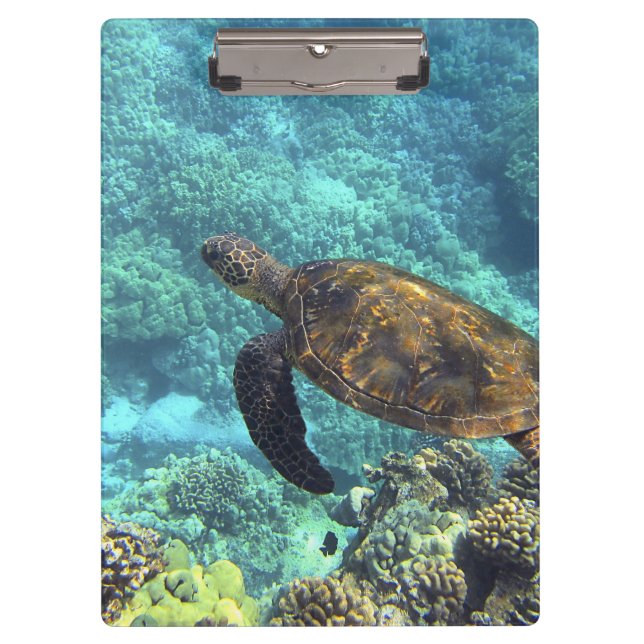 Porte-bloc tortue de mer (Devant)
