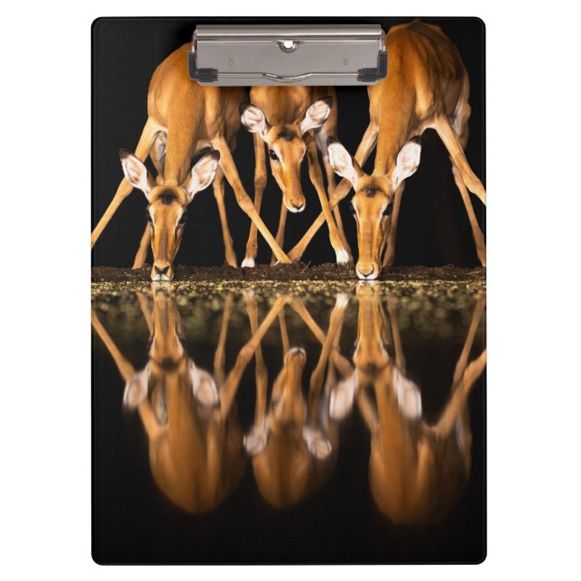 Porte-bloc Trois impalas boivent ensemble la nuit (Devant)