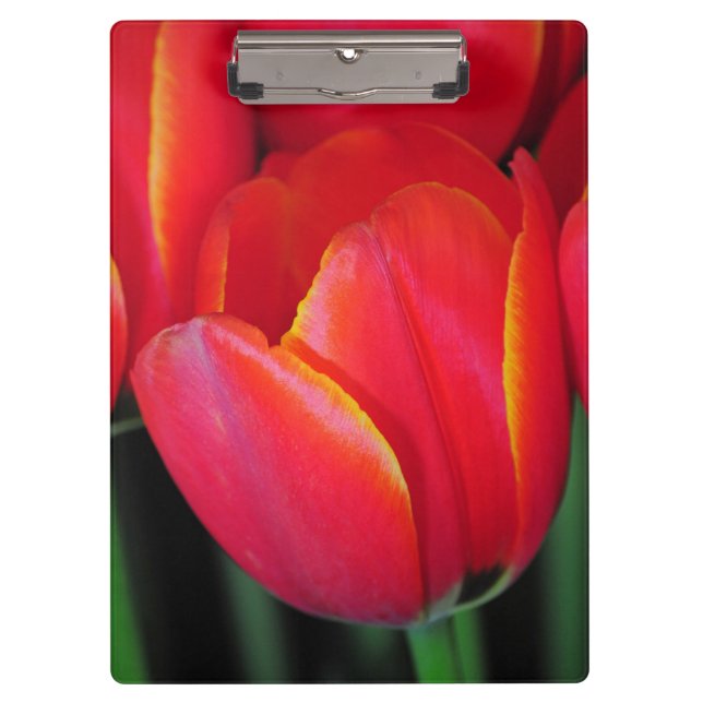 Porte-bloc Tulipes à ressort rouge (Devant)