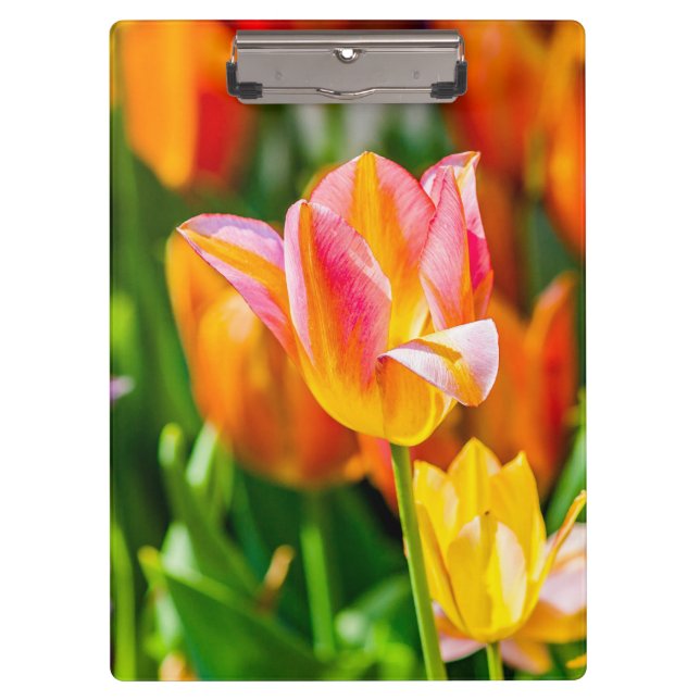 Porte-bloc Tulipes Enchanter 17 (Devant)