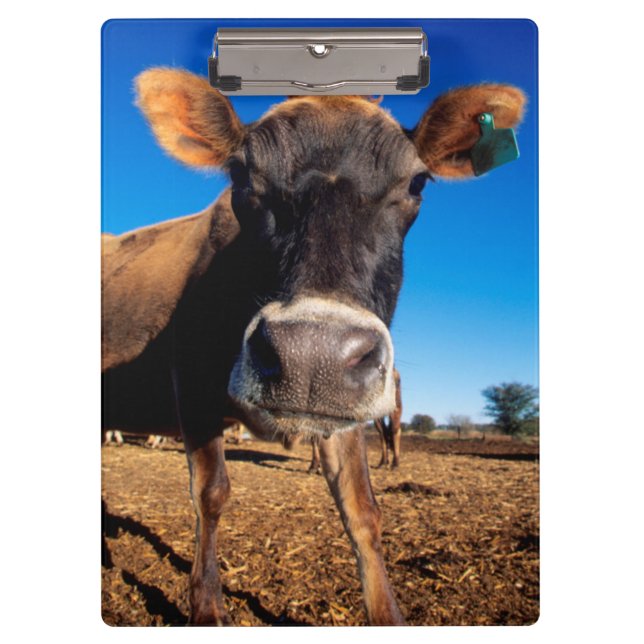 Porte-bloc Une vache Jersey curieuse (Devant)
