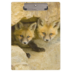 Porte-bloc USA, Colorado, Breckenridge. Curieux renard rouge