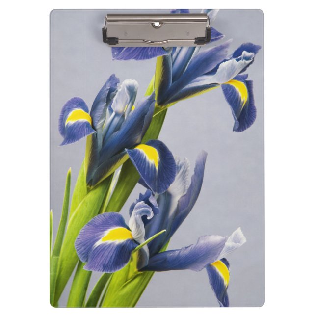 Porte-bloc Washington, Redmond, Iris violets (Devant)