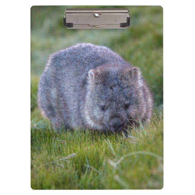 Porte-bloc Wombat mignon et câlin Tasmanie Australie (Devant)