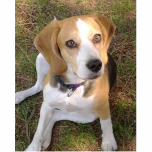 Porte-clé Photo Sculpture Beagle assis 2