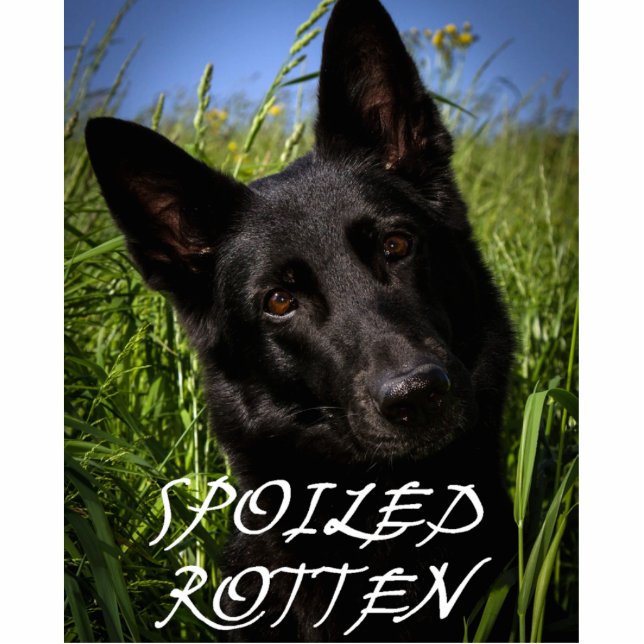 Porte-clé Photo Sculpture berger allemand noir gâté pourri (Devant)