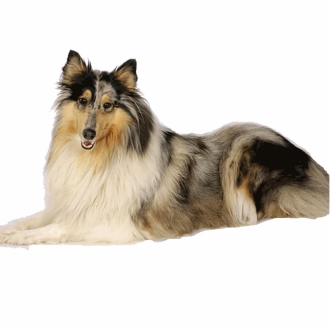 Porte-clé Photo Sculpture blue merrough collie laying (Devant)