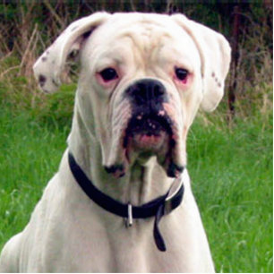 Porte-clé Photo Sculpture Boîtier blanc