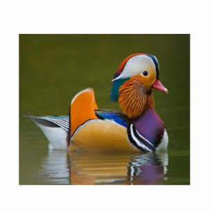 Porte-clé Photo Sculpture Canard mandarin