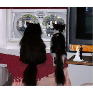 Porte-clé Photo Sculpture Chats curieux